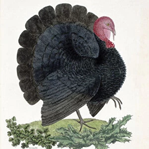 Zoological chart (ornithology): Turkey (domestic turkey or Melaeagris gallopavo)