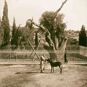 Abraham Oak 1925 West Bank Hebron