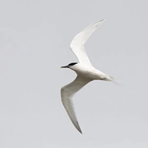 Adult, Sandwich tern in flight