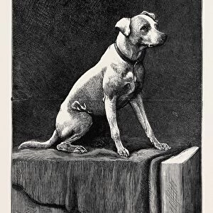 An Adventurous Dog: regimental Jack, an Afghan Campaigner