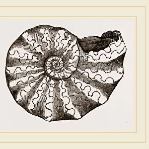 Ammonites nodosus