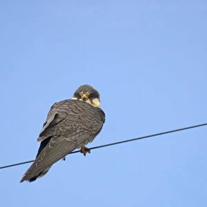 Amur Falcon perched on wire South Africa, Falco amurensis