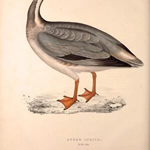 Anser Indica, Bar-headed Goose. Birds from the Himalaya Mountains, engraving 1831