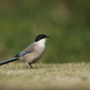 Azure-winged Magpie on ground Portugal, Cyanopica cyanus