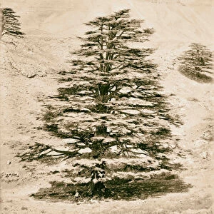 Baalbek Heliopolis Cedars Lebanon 1898 Baʻlabakk