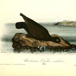 Bachmans Oyster-catcher. Male. Audubon, John James, 1785-1851
