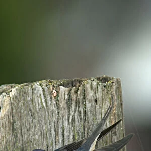 Barn Swallow sitting on wooden fence Netherlands, Hirundo rustica