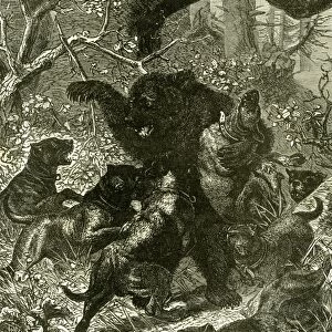 bear, hunting, hunt, 1891, russia, bear, hunting, hunt, vintage, old print, 19th century