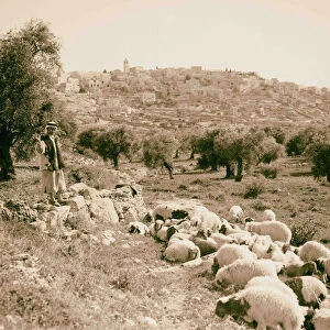 Bethlehems west sheep 1934 West Bank Israel
