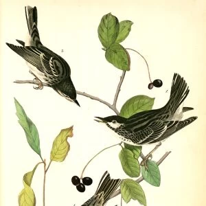 Black-poll Wood-Warbler, 1. Males, 2. Female. (Black Gum Tree. Nyssa aquatica. ), Audubon