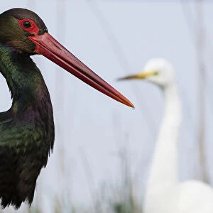 Black Stork, portrait with Great Egret in background, Ciconia nigra, Ardea alba, Hungary