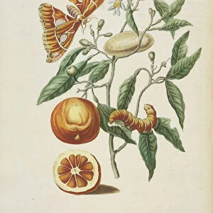 Branch sweet orange tree Citrus sinensis metamorphosis