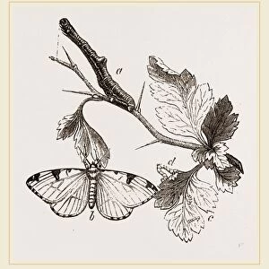 Brimstone-Moth