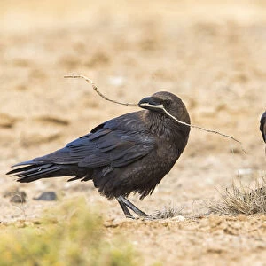 Brown-necked Raven, Corvus ruficollis, Capo Verde