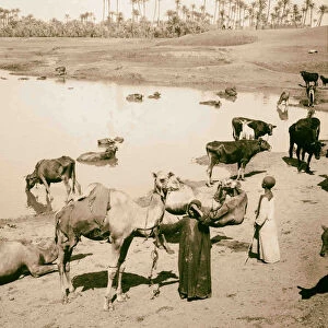 Cattle watering place Memphis 1900 Egypt Extinct city