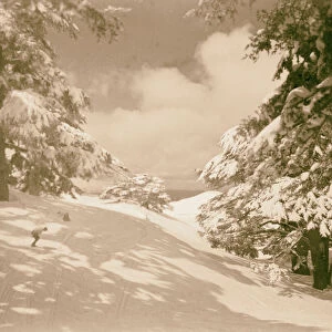 Cedars 1946 Lebanon