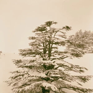 Cedars lone majestic giant snowed 1946 Lebanon