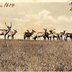 Cervus canadensis art Postcards deer Walla Walla
