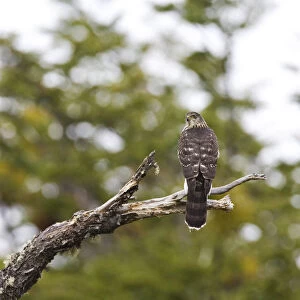 Accipitridae Collection: Chilean Hawk