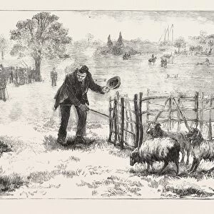 The Collie Dog Trials at the Alexandra Palace, Penning the Sheep, Engraving 1876