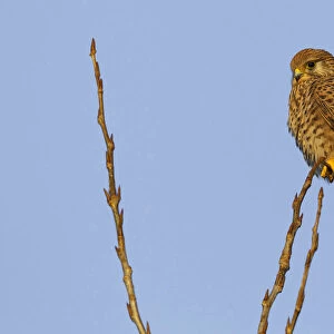 Common Kestrel perched, Falco tinnunculus, Italy