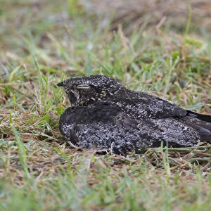 Common Nighthawk at the Azores, Chordeiles minor, Azores, Portugal