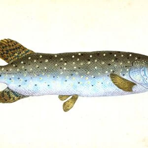 Common Pike, Esox Lucius, British fishes, Donovan, E. (Edward), 1768-1837, (Author)