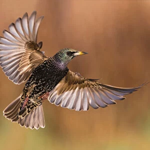 Common Starling in flight, Sturnus vulgaris, Italy