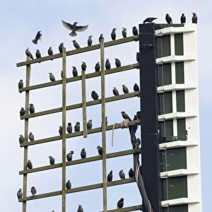 Common Starling flock perched on windmill, Sturnus vulgaris, Netherlands