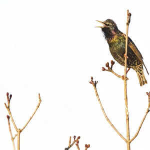 Common Starling singing on branch, Sturnus vulgaris