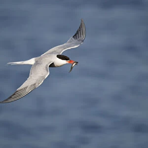 Common Tern with fish in its bill flying to its nest to feed her young chicks, Sterna hirundo, Netherlands