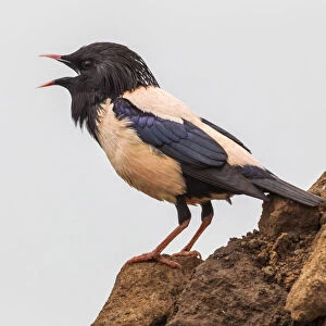 Couple of Rosy Starling displaying, Pastor roseus, Turkey