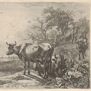Cowherd driving three horned cattle foreground