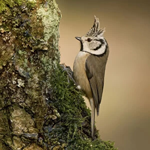 Crested Tit perched at treetrunk