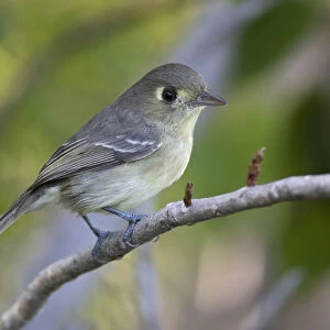 Vireos And Relatives Greetings Card Collection: Cuban Vireo