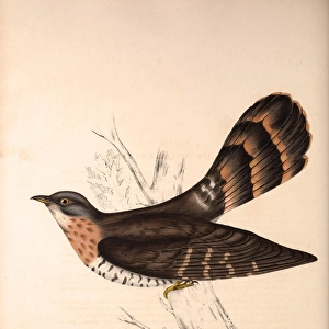 Cuckoos Cushion Collection: Himalayan Cuckoo
