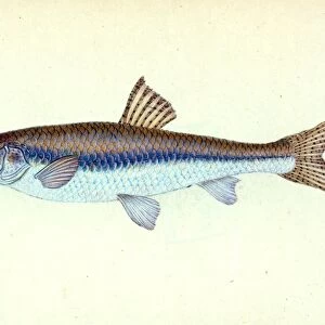 Dab, Pleuronectes limanda, 1804, British fishes, Donovan, E. (Edward), 1768-1837