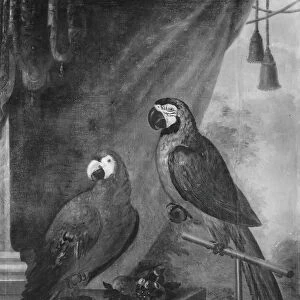 David von CAoln Two parrots painting 1730s Oil