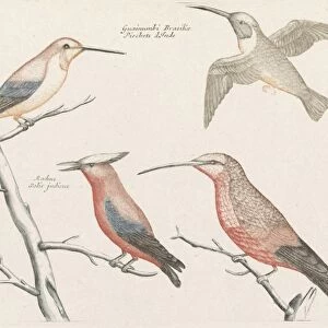 Five different species of hummingbirds, Anonymous, Johan Teyler, 1688 - 1698