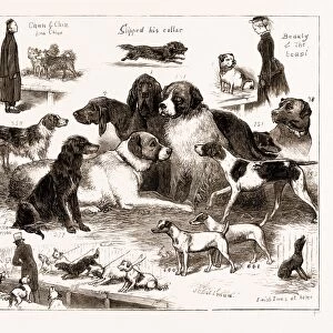 The Dog Show at the Crystal Palace, London, Uk, 1876: 1