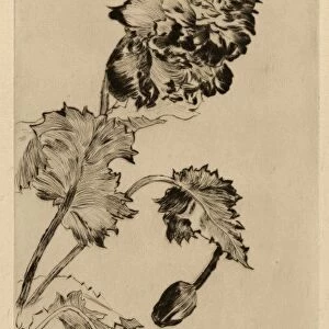 Drawings Prints, Print, Flowers, Fleurs, L Estampe originale, Album V, Artist