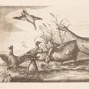 Ducks and geese, Francis Barlow, Pieter Schenk (I), 1675 - 1711