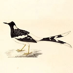 Elizabeth Gould, British (1804-1841), Enicurus Maculatus (Spotted Forktail), hand-colored