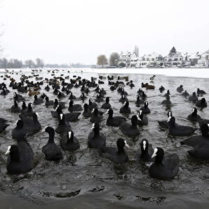 Eurasian Coots in a hole in ice, Fulica atra, The Netherlands