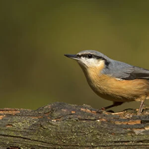 European Nuthatch sitting on pearch, Netherlands