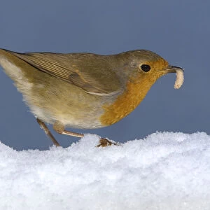 European Robin perched in snow with food, Erithacus rubecula, Italy