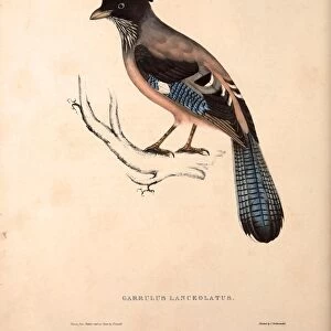 Garrulus Lanceolatus, Black-headed Jay or Lanceolated Jay