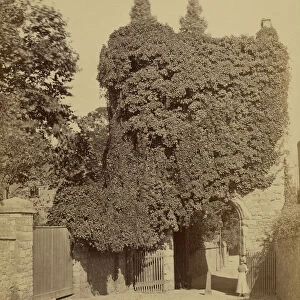 Gated Arch covered Vegetation Attributed Felice Beato