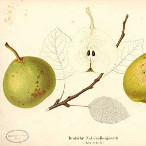 German National Bergamot Swiss pear variety Belle et Bonne