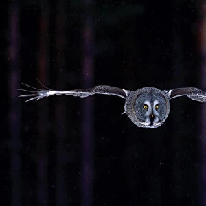 Great Grey Owl adult hunting, Strix nebulosa, Norway